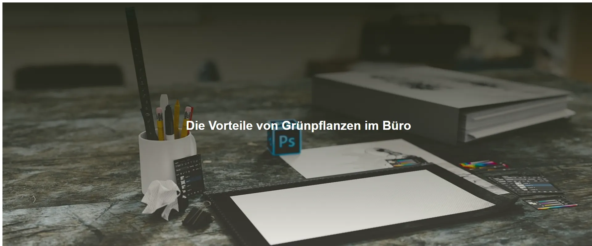 Die Vorteile von Grünpflanzen im Büro